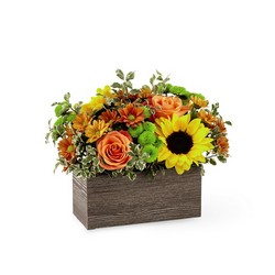 The FTD Happy Harvest Garden From Rogue River Florist, Grant's Pass Flower Delivery